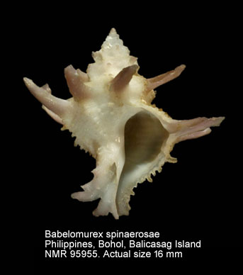 Babelomurex spinaerosae.jpg - Babelomurex spinaerosae (Shikama,1970)